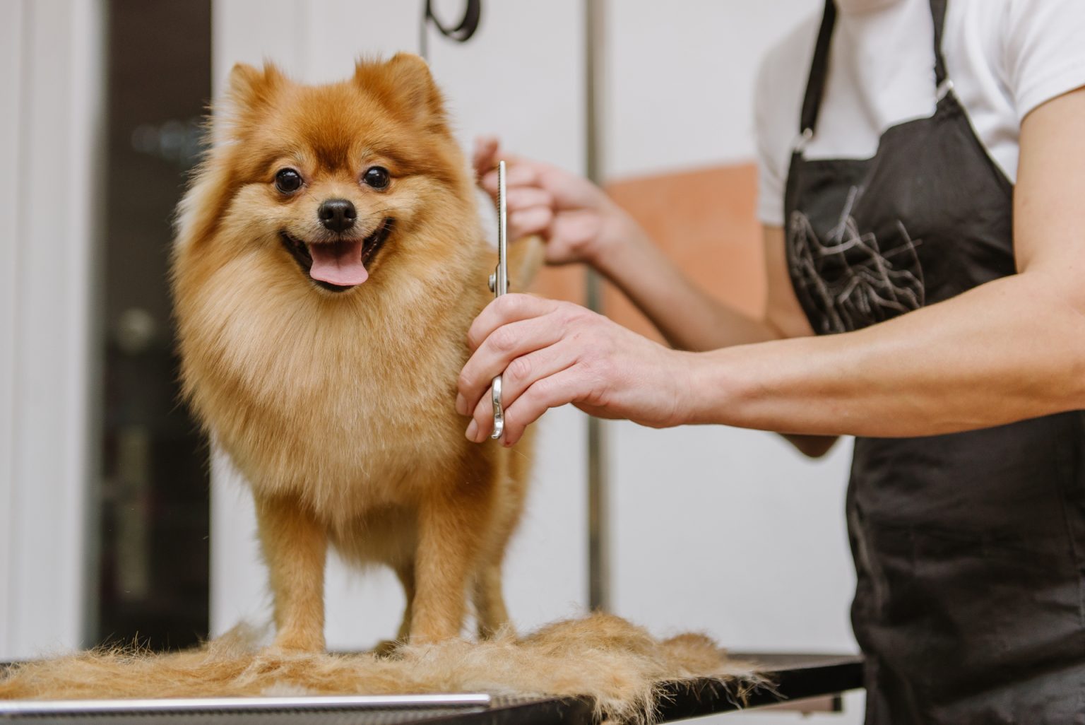 About Amy's mobile dog grooming